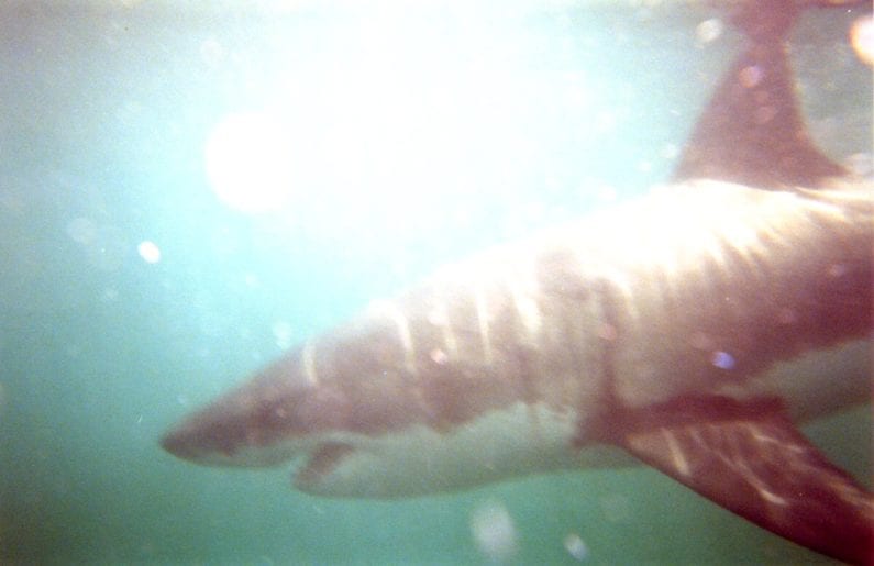 shark031