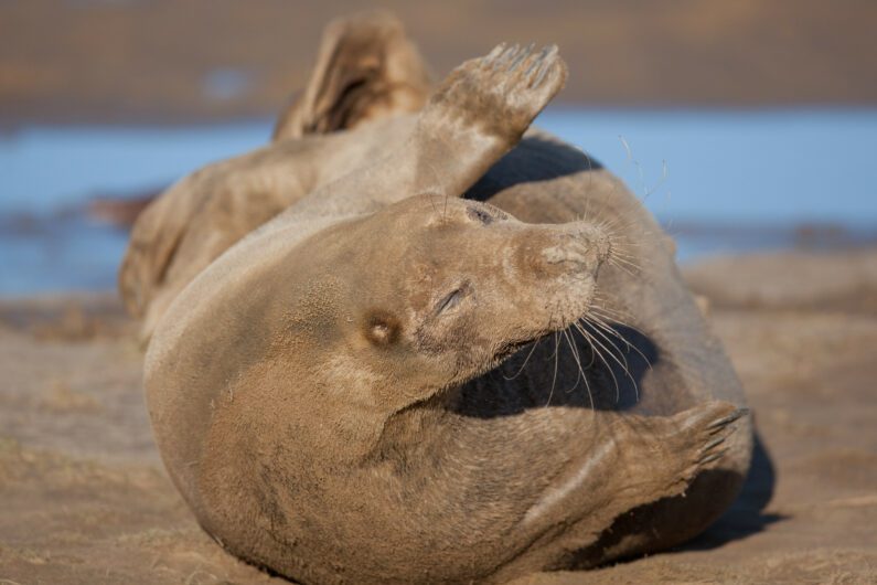 Seals at Donna Nook